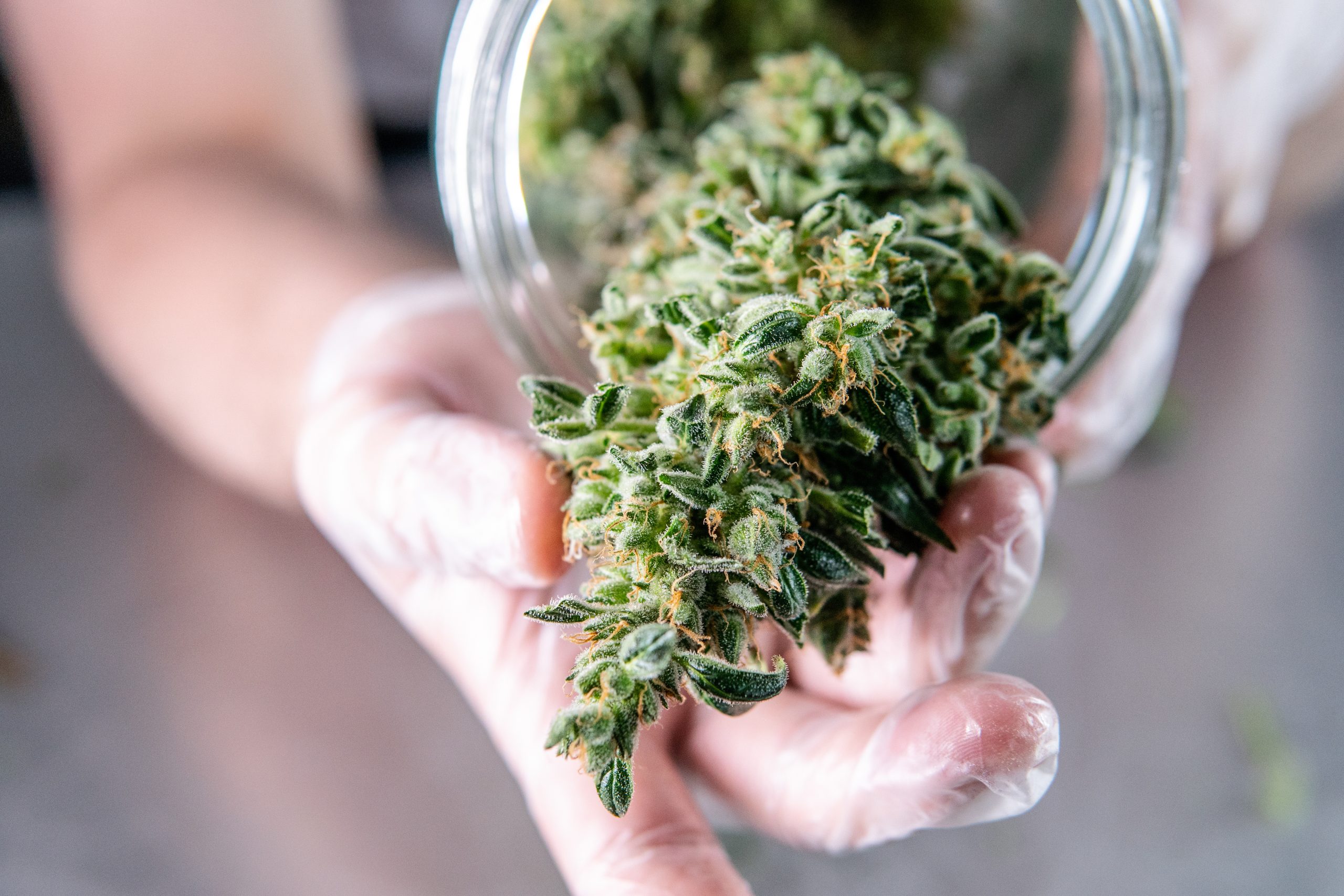 Second Cannabis Dispensary Debate Returns to Sonoma City Council