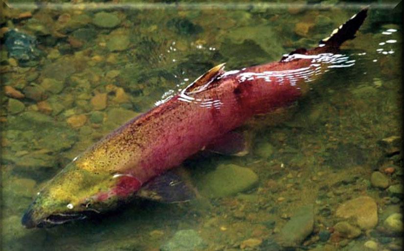 Russian River MAC to hear new water and fish plan tonight