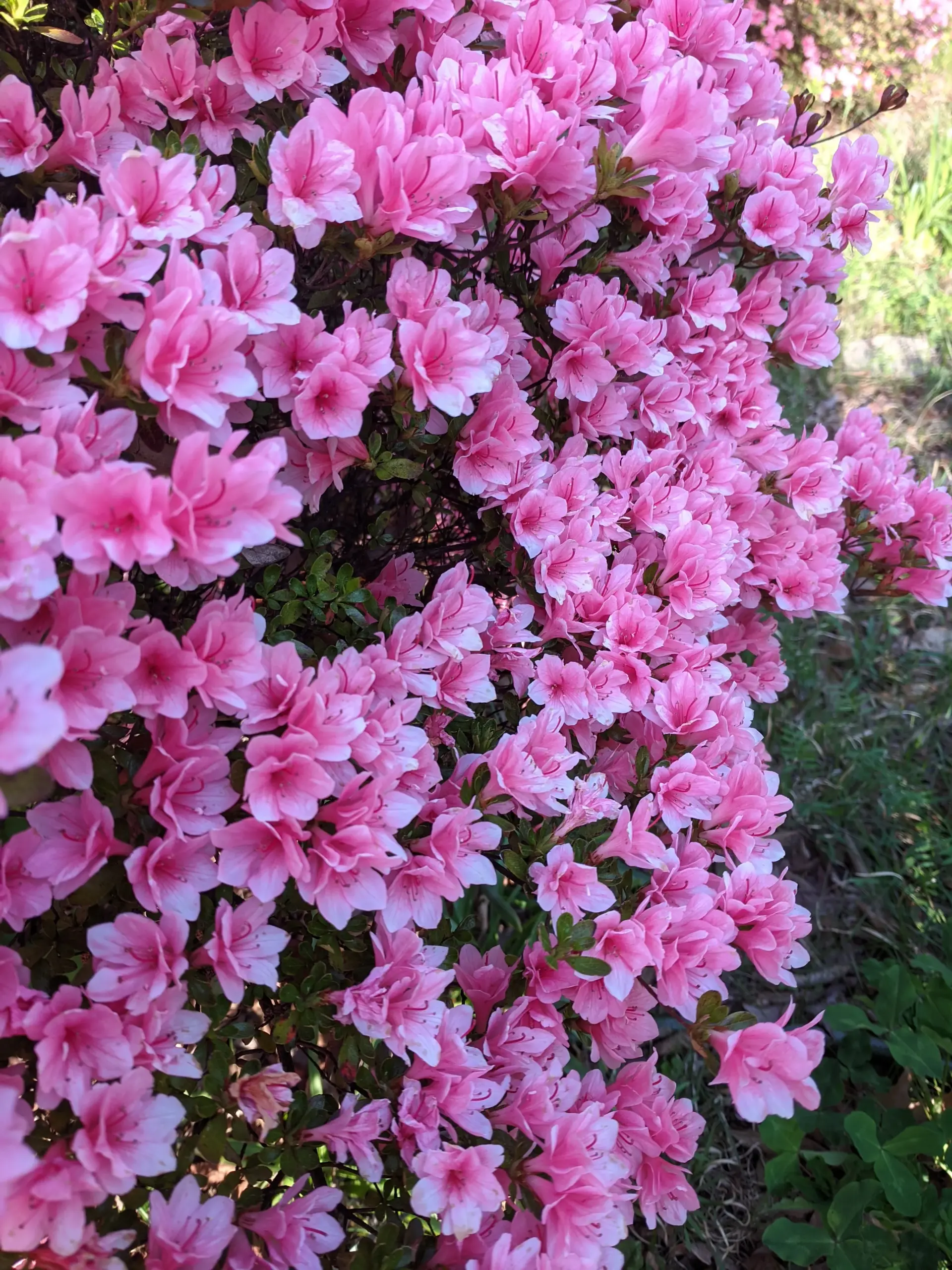 Mini pink azaleas in Maryland