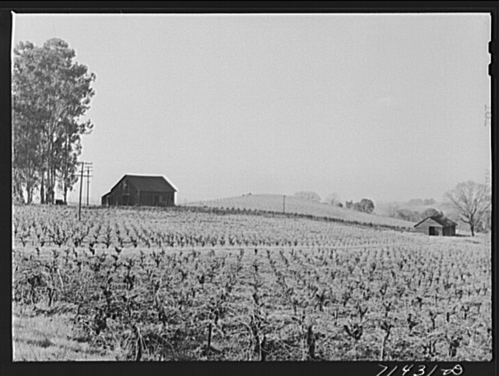 Santa Rosa: Grey Stack Grenache wins historic Best of Best wine title
