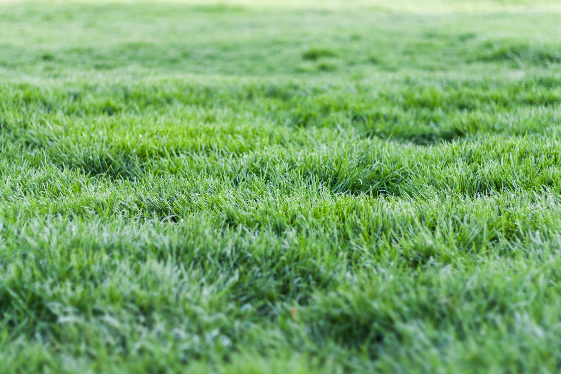 photo of green grass