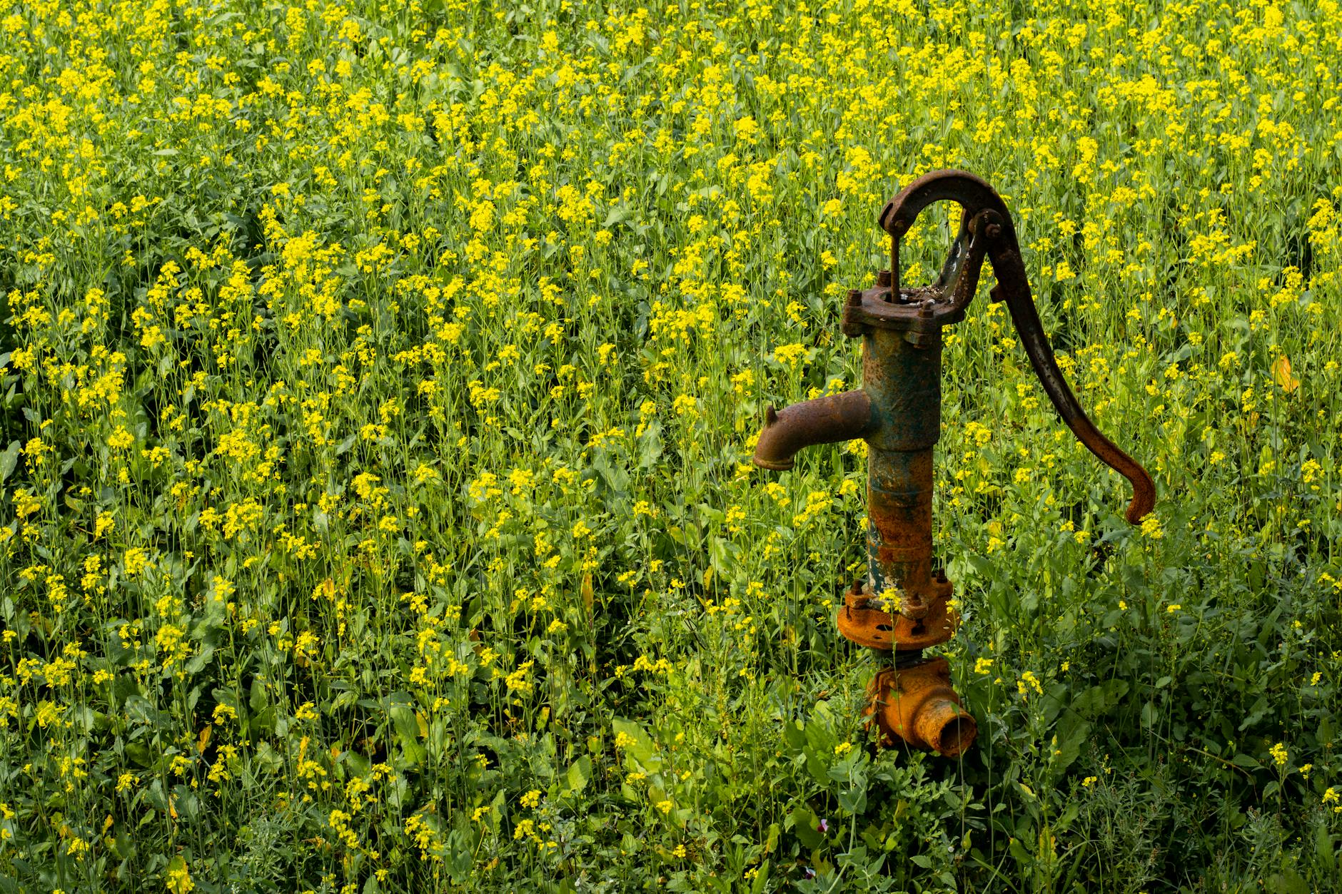 a rusty hand pump in a field of flowers